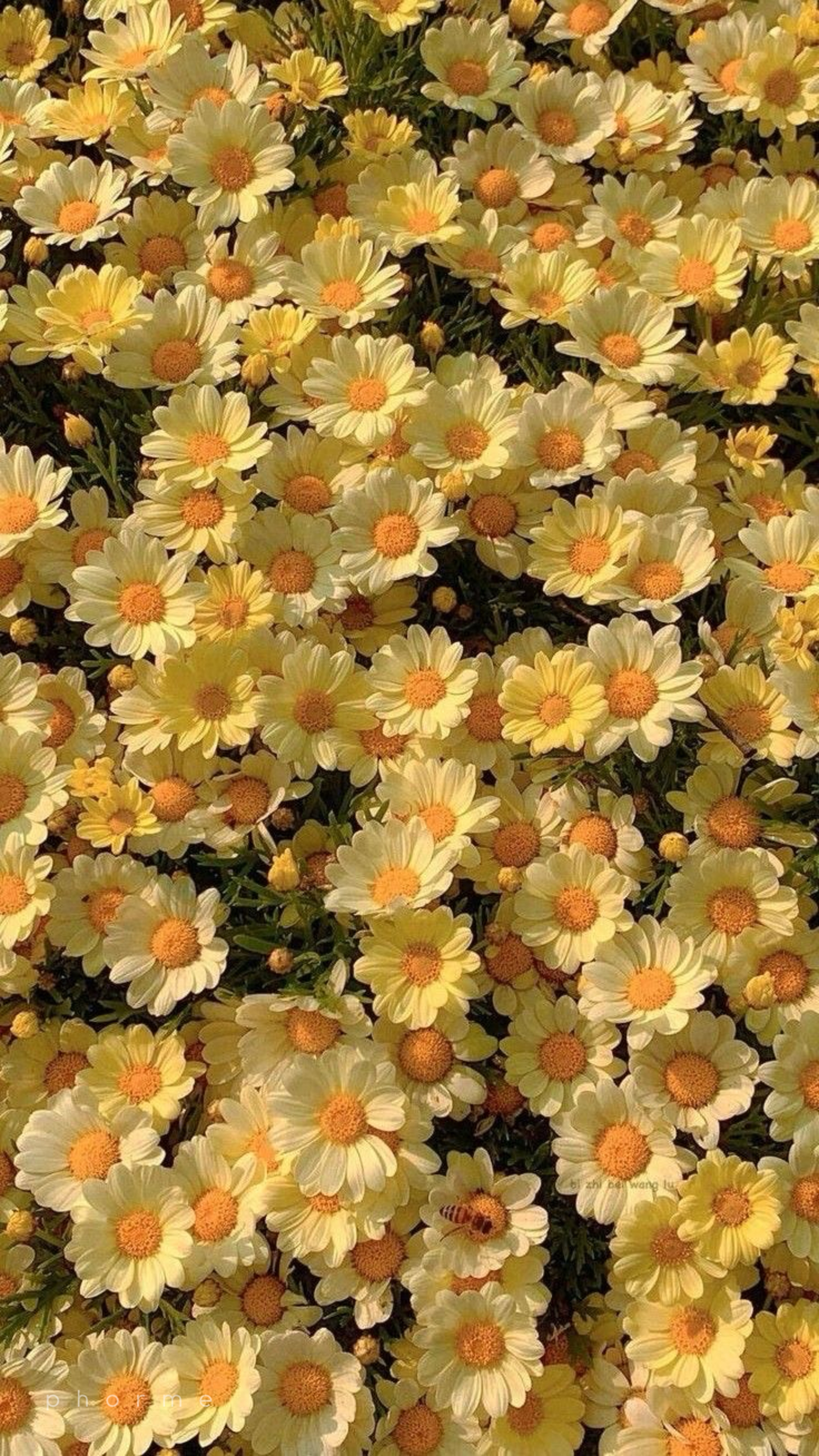 recomp lower glutes & quads